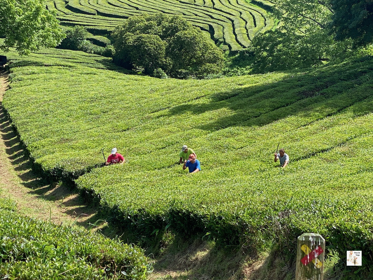 Campos de té (Sao Miguel)