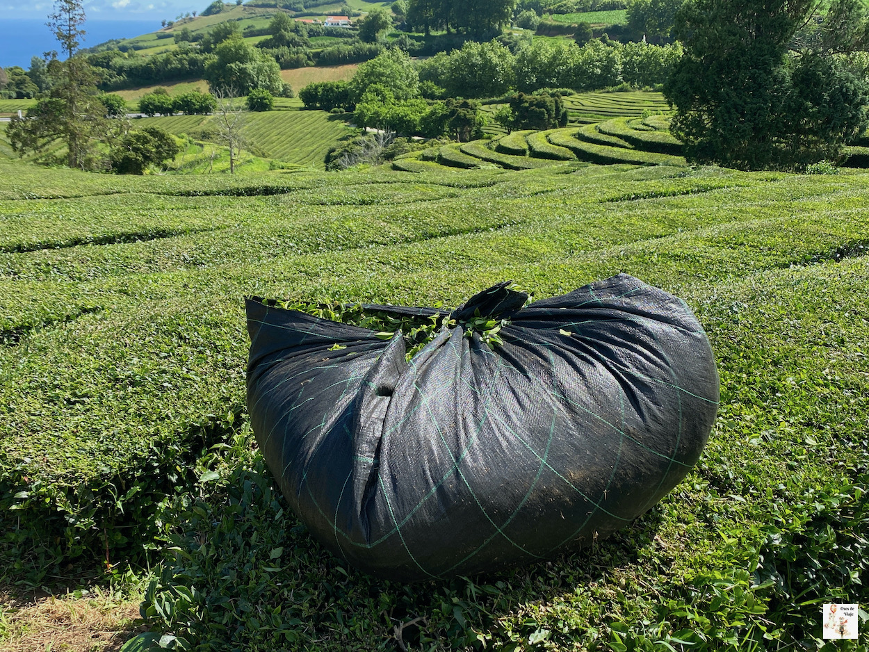 Naturaleza en Azores