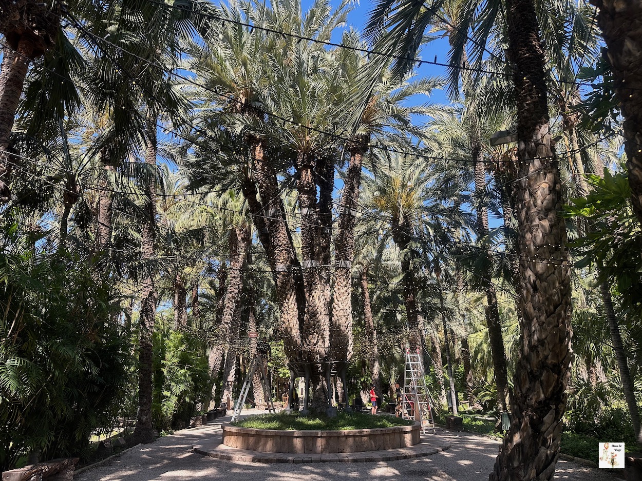 Palmera Imperial, Huerto del Cura, Elche