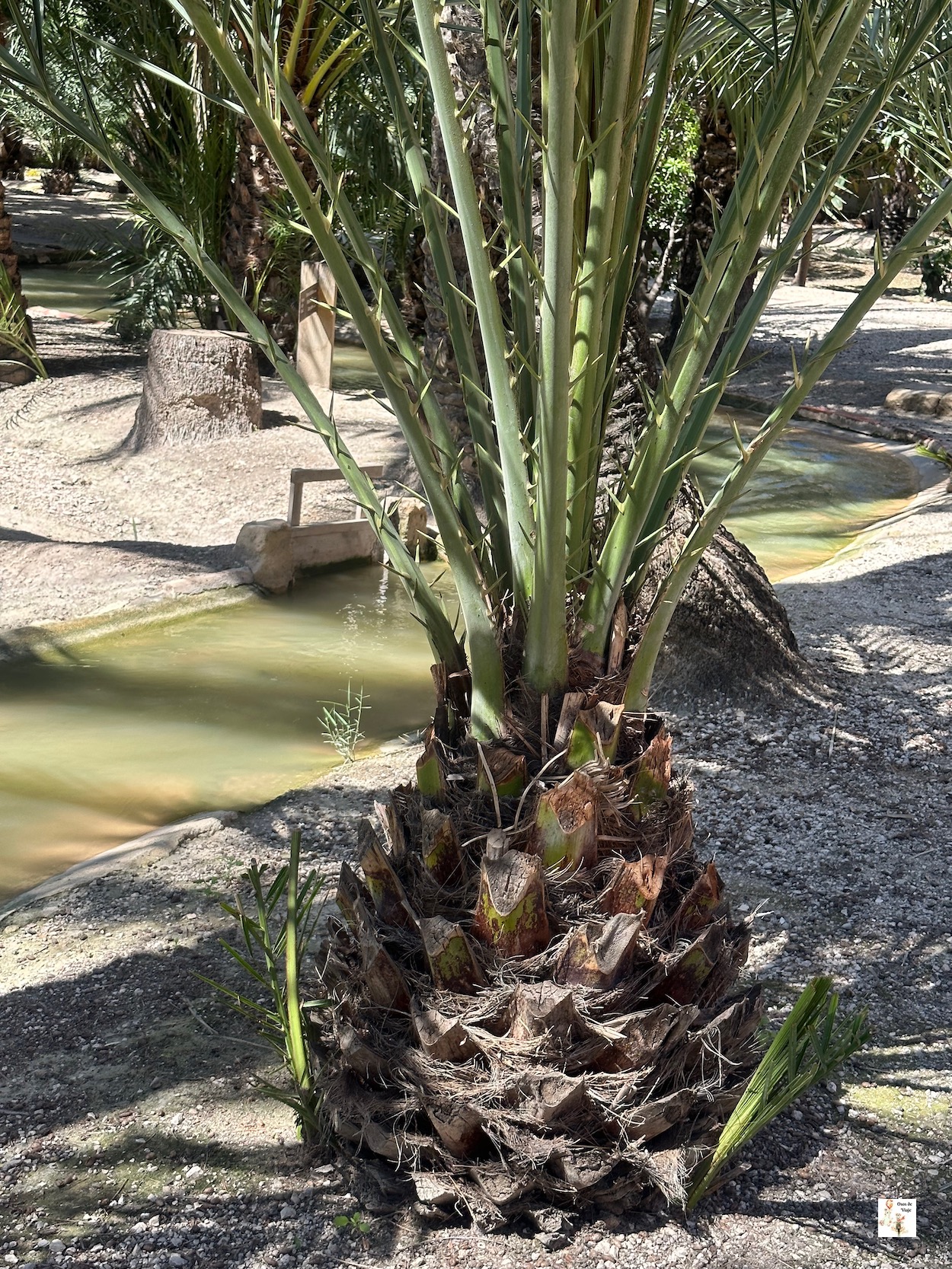 Huerto de San Plácido