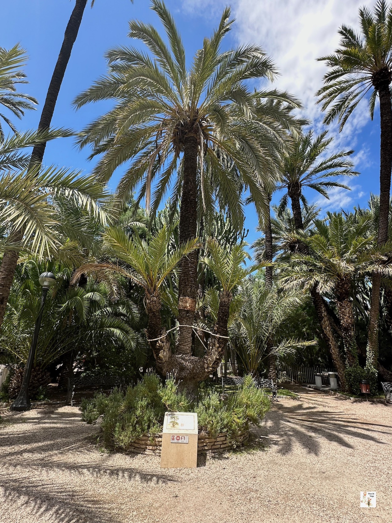 Palmera Singular, Parque Municipal de Elche